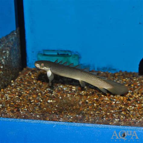 Senegal Bichir Polypterus Senegalus Aqua Imports
