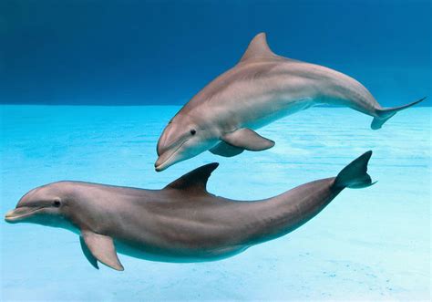 Bottlenose Dolphins Dancing Underwater Tursiops Truncatus 14172788