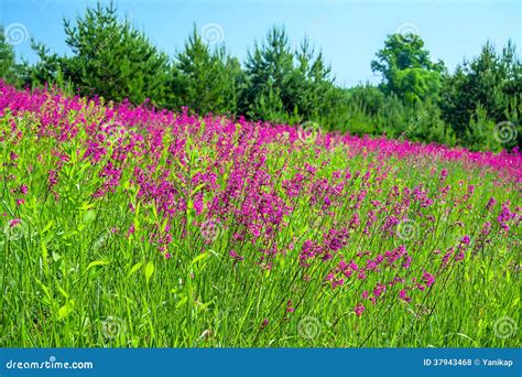 Summer Landscape With The A Blossoming Meadow Stock Photo Image Of