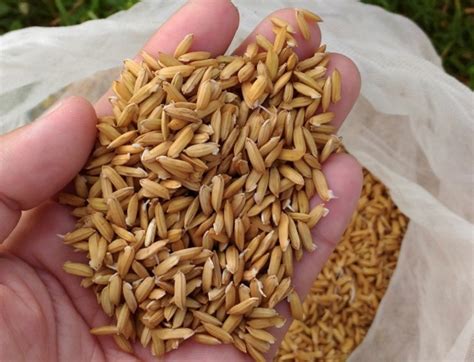 Rice Farmers In The Philippines Urged To Use High Quality Seeds Seed