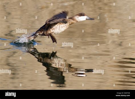 Ruddy Duck Hen Takes Off With A Splash And Reflectionoxyura