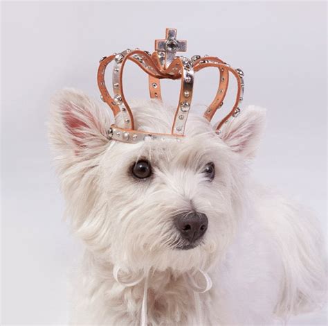 Leather Dog Crown With Stone And Studs Size M