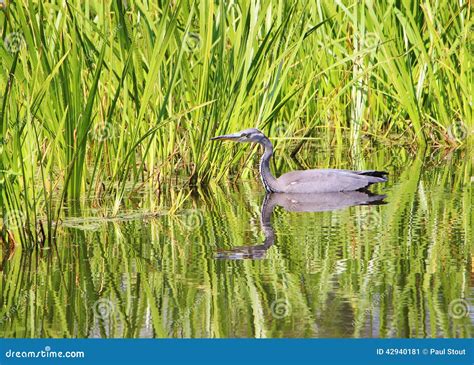 Grey Heron Ardea Cinerea Stock Image Image Of Peaceful Summertime