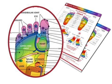 Products Sue Ricks Reflexology Expert Reflexology Courses Learn