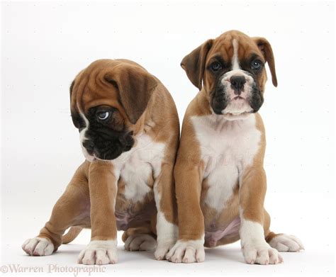Find local boxer puppies for sale and dogs for adoption near you. 5 Myths about Boxers and the Truth Behind Them - Animalso