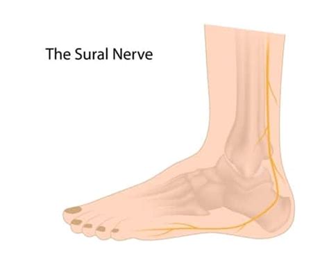 Pinched Nerve In Foot The Causes Explained By A Foot Specialist