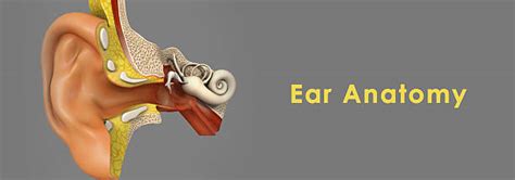 Best Eardrum Stock Photos Pictures And Royalty Free Images Istock