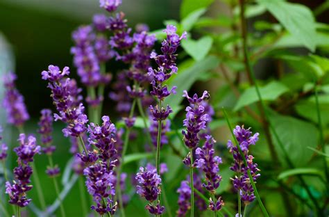 English Lavender Plants Landscaping Uses Care