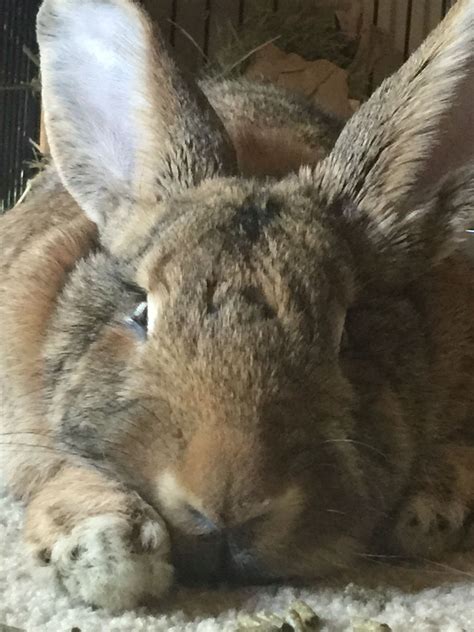 Flemish Giant Honestly The Sweetest Biggest Cuddliest Rabbits Ever