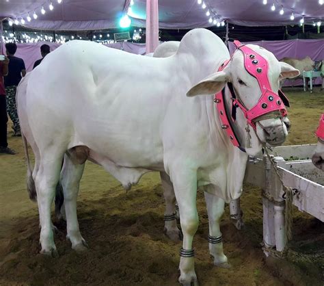 Karachi Cow Mandi 2023 New Pictures Photos Videos Lahore Pakistan Price