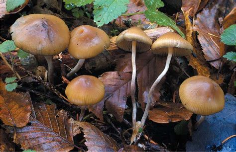 Figure 9 From The Wood Rotting Bluing Psilocybe Species In Central