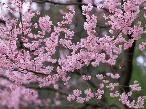 73 Cherry Blossom Desktop Wallpaper On Wallpapersafari