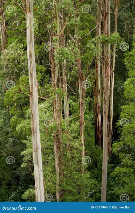 Australian Eucalyptus Trees Royalty Free Stock Photo Cartoondealer