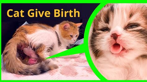 How To Help Pregnant Cat Give Birth Pregnant Cat Giving Birth To 5