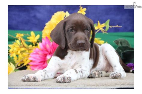 Lacy Jh German Shorthaired Pointer Puppy For Sale Near Harrisburg