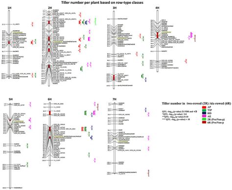 Genetically Anchored Position Of Highly Associated QTL For Tiller