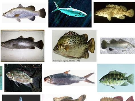 Jenis Ikan Konsumsi Dan Gambarnya Ujian