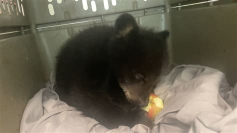 Bear With Us Centre For Bears Rehabilitation Education Sanctuary Bear Cub Orphan Age 4