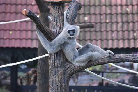 Monkey Primate Malaysia Free Photo On Pixabay Pixabay