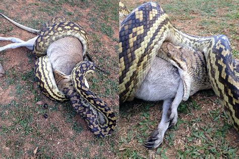 Watch What Happens When A Python Tries To Eat A Wallaby With A Joey In