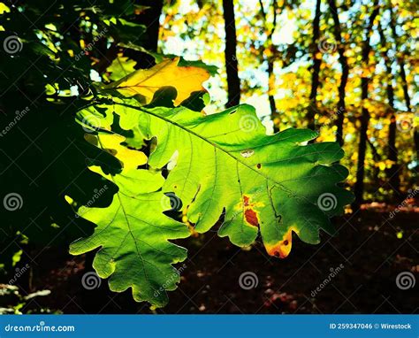Closeup Of Green Oak Leaves Backlit By Sunlight With Blur Autumn Trees