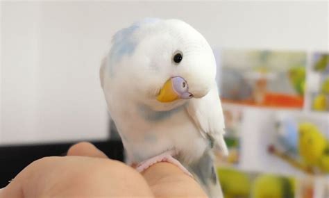 How Do I Stop My Budgies From Screaming Tips And Tricks