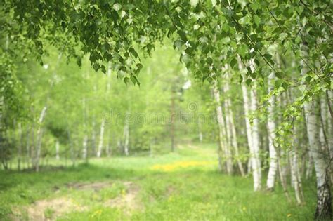 Spring Birch Forest Stock Photo Image Of Vital Backgpound 117116664