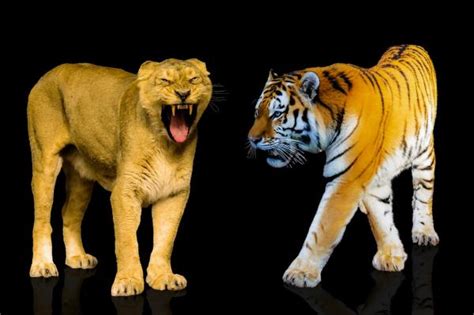 Differences Between Lions And Tigers Lions Vs Tigers Comparison With