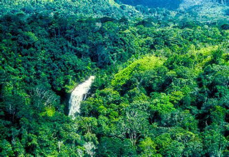 Aerial View Of The Amazon Rainforest Stock Photo Download Image Now