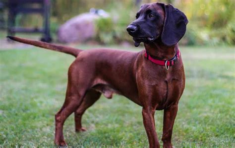 Bavarian Mountain Hound Dog Breeds Facts Advice And Pictures