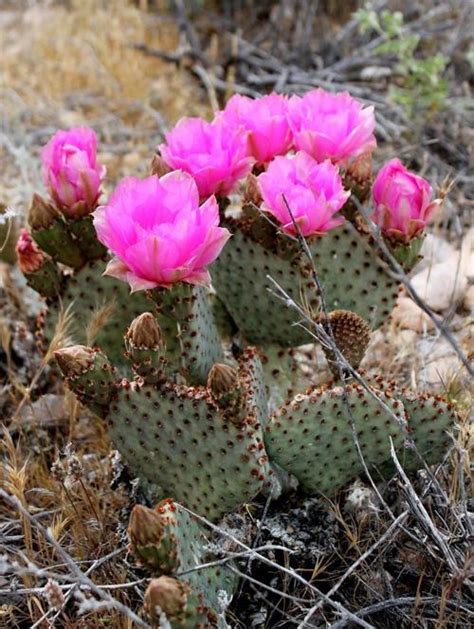 Learn About Desert Plants Lifestyles