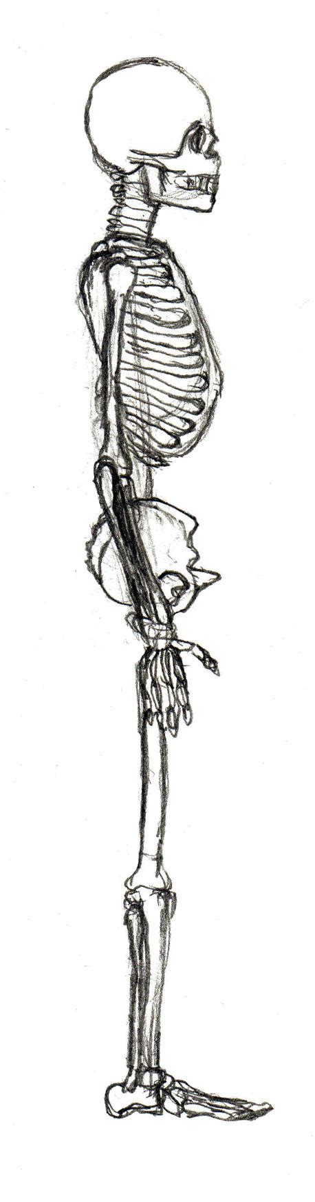 Skeleton Drawing Side View