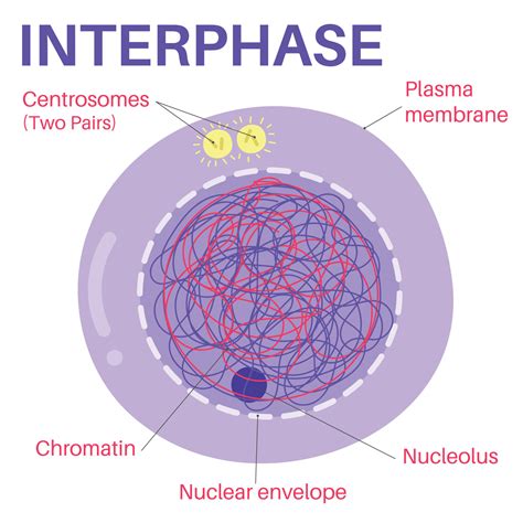 Interphase Is The Portion Of The Cell Cycle Vector Art At Vecteezy