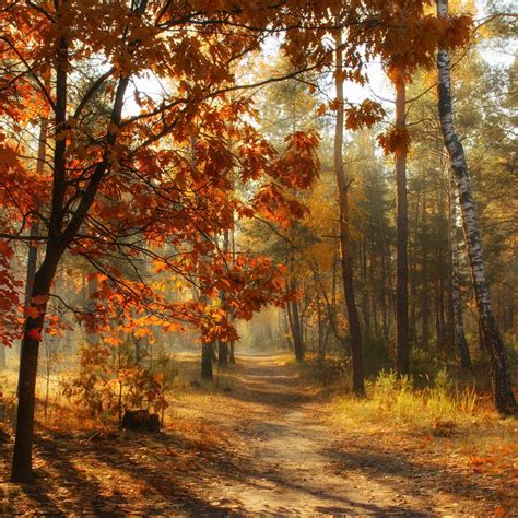 🇺🇦 Woodland Path In Autumn Kiev Ukraine By Mykhailo Sherman 🍂cr