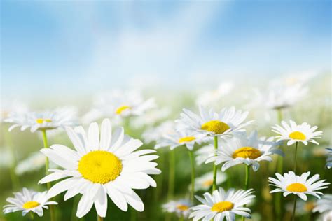 Field Of Daisy Flowers — Stock Photo © Iakov 6269994