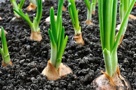 Growing Onions From Seed To Harvest Squires Garden Centres