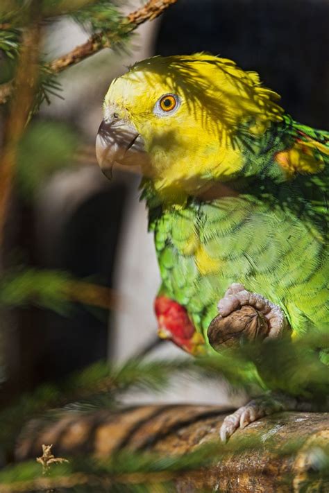 Yellow Headed Amazon With Nut Amazon Parrot Amazon Mangrove Forest