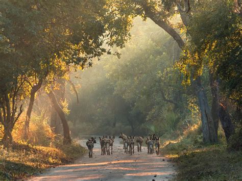 Gorongosa National Park Mozambique Wild Safari Guide