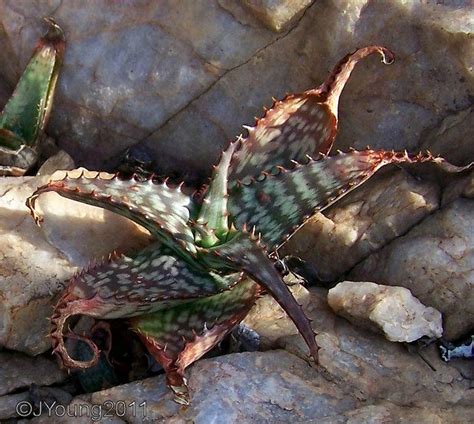 Check spelling or type a new query. Natures World of Wonder: Spotted Aloe (AloeGreatheadii)