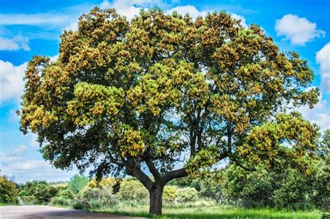 Un árbol Con Flores Amarillas En Medio De Un Campo Foto Premium