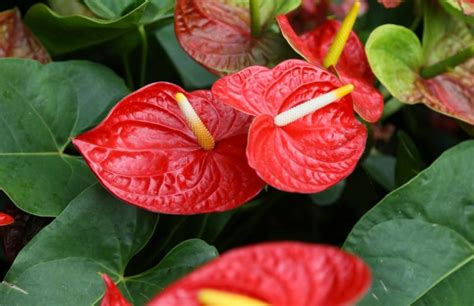 Tail Flower Anthurium Andraeanum Growing And Care Guide For Gardeners