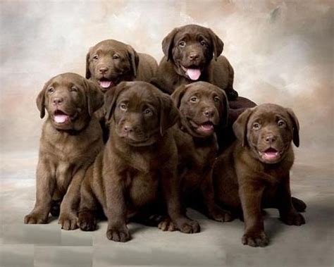 My 11 year old lab crossed the rainbow bridge 3 weeks ago. Little labs - OMG adorable ... put them in a box and you ...