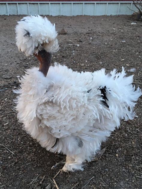 Frizzled Showgirl Paint Silkie Hatching Eggs Shipped In Foam Ebay
