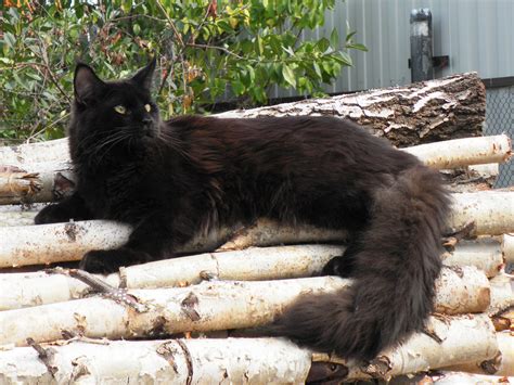 Maine coon kittens from the cattery dreamcoon have all the necessary things, from the complex compulsory vaccinations and ending with the relevant documents: black maine coon - Free Large Images