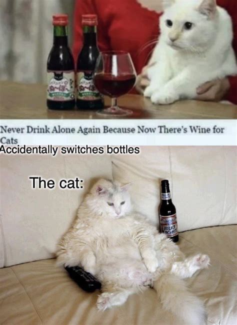 Cat Drunk Hahaha Rmemes