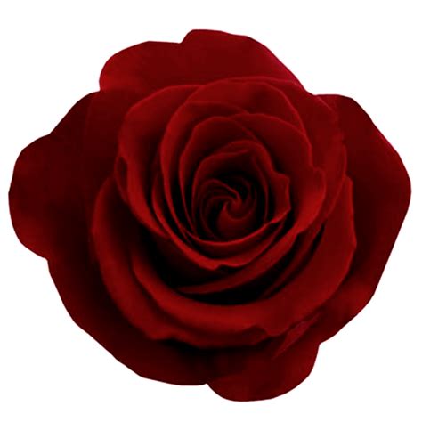 Red Rose PNG Image PurePNG Free Transparent CC PNG Image Library