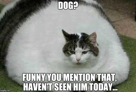 See more ideas about dog memes, funny dogs, funny animals. fat cat - Imgflip