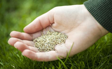 How To Know The Difference Between Coated Vs Uncoated Grass Seed