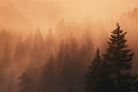 Sunset Through Dense Fog Pine Tree Photograph By Natural Selection