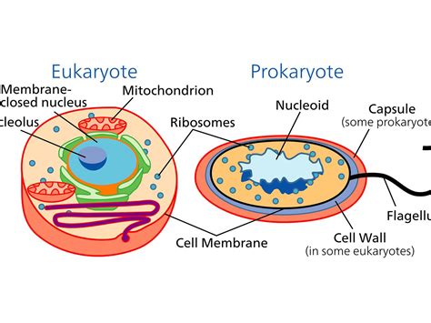 Eukaryotic And Prokaryotic Cells Venn Diagram